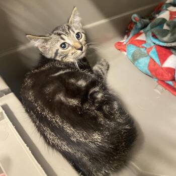 Par -  Domestic Short Hair Cat for Adoption in Chattanooga, Tennessee - Par | PetCurious