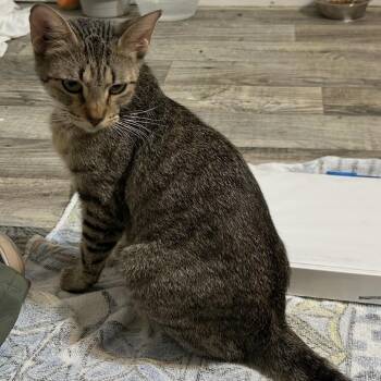 Mama Lola Louisiana -  Domestic Short Hair Cat for Adoption in Denver, Colorado - Mama Lola Louisiana | PetCurious