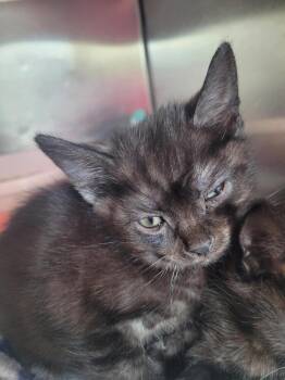 Domestic Short Hair Cats Available for Adoption - Jude | PetCurious