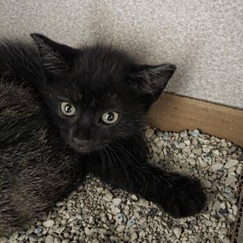 Domestic Short Hair Cats Available for Adoption in Port Richey, Florida - Toby | PetCurious