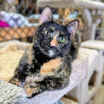JAINEY -  Domestic Short Hair Cat Available for Adoption in Delhi, Ontario - JAINEY | PetCurious
