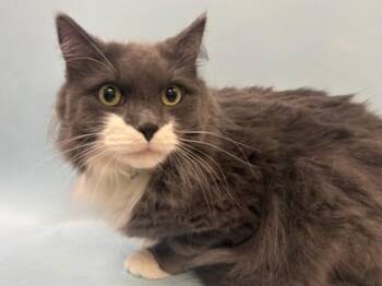 Stormy -  Domestic Medium Hair and Domestic Short Hair Cat for Adoption in Woodbury, Minnesota - Stormy | PetCurious