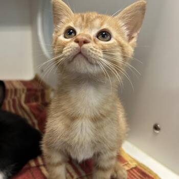 Toes -  Domestic Short Hair Cat for Adoption in Greensboro, North Carolina - Toes | PetCurious