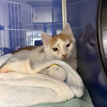 Ribbon -  Domestic Short Hair Cat for Adoption in Los Angeles, California - Ribbon | PetCurious