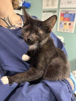 Diesel -  Domestic Medium Hair Cat for Adoption in Sherwood, Oregon - Diesel | PetCurious