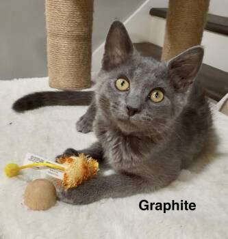Graphite -  Domestic Short Hair Cat for Adoption in Oakley, California - Graphite | PetCurious