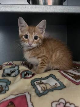 Ricky Bobby -  Domestic Short Hair Cat for Adoption in Mcpherson, Kansas - Ricky Bobby | PetCurious
