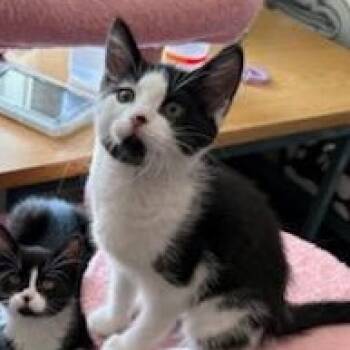 Selene -  Domestic Short Hair Cat for Adoption in Rochester, Washington - Selene | PetCurious