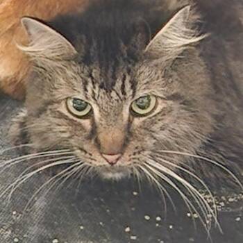 Samantha (Sam) C46554 -  Maine Coon Cat for Adoption in Corsicana, Texas - Samantha (Sam) C46554 | PetCurious