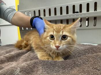 Lennon -  Domestic Long Hair Cat for Adoption in Delhi, New York - Lennon | PetCurious