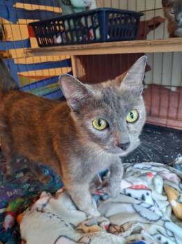 Lucie -  Domestic Short Hair Cat for Adoption in Ogden, Utah - Lucie | PetCurious