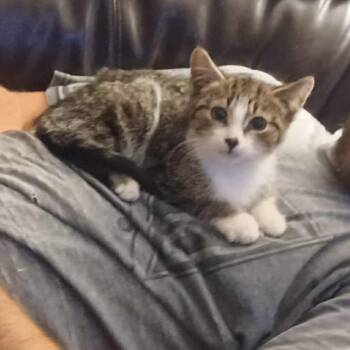 Rescue Domestic Short Hair Cats for Adoption in Ottawa, Ontario - Gary,  (m) 4mths Old Tabby &white | PetCurious