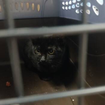 Rescue Domestic Short Hair Cats for Adoption in York, Pennsylvania - Bend | PetCurious