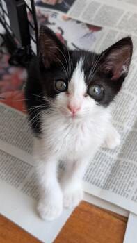 Mulan -  Domestic Short Hair Cat for Adoption in Honolulu, Hawaii - Mulan | PetCurious