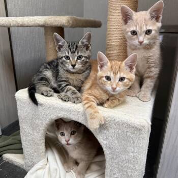 Larry -  Domestic Short Hair Cat for Adoption in Fairfax Station, Virginia - Larry | PetCurious
