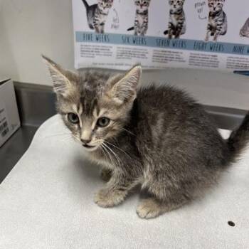 CASSY -  Domestic Short Hair Cat for Adoption in San Antonio, Texas - CASSY | PetCurious