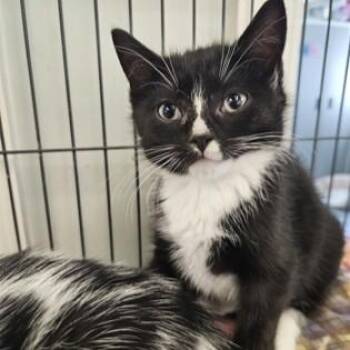 Peppa -  Domestic Short Hair Cat for Adoption in Phoenixville, Pennsylvania - Peppa | PetCurious
