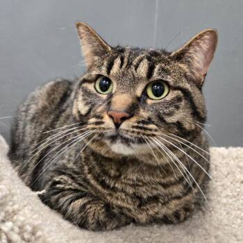 Domestic Short Hair and Extra Toes Cat Hemingway Polydactyl Cats Available for Adoption in Buffalo, New York - Espresso | PetCurious