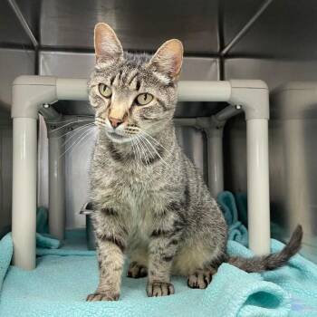 Bud -  Domestic Short Hair Cat for Adoption in Roanoke, Virginia - Bud | PetCurious