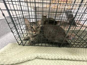 A385106 -  Domestic Medium Hair Cat for Adoption in Ocala, Florida - A385106 | PetCurious