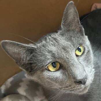 Luna -  Domestic Medium Hair Cat for Adoption in Marion, Illinois - Luna | PetCurious