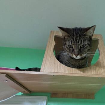 Domestic Short Hair Cats Available for Adoption in Granville, Ohio - Dobby | PetCurious