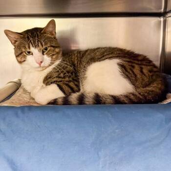 Domestic Short Hair Cats Available for Adoption in Kennebunk, Maine - Ollie | PetCurious