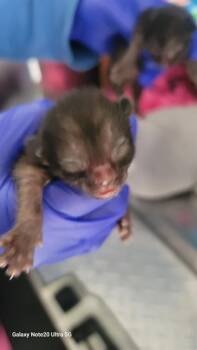 Domestic Short Hair Cats Available for Adoption - PLAY | PetCurious