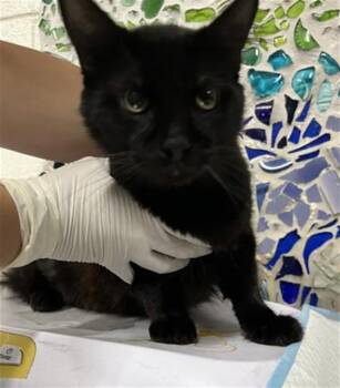 HUTCH -  Domestic Medium Hair Cat for Adoption in Pensacola, Florida - HUTCH | PetCurious