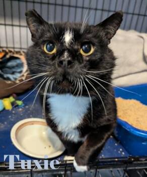 Tuxie -  Domestic Short Hair Cat for Adoption in Shawnigan Lake, British Columbia - Tuxie | PetCurious