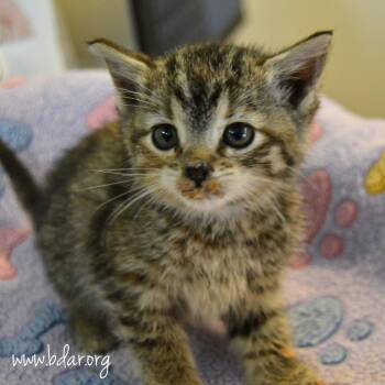 Michele -  Domestic Short Hair Cat Available for Adoption in Cheyenne, Wyoming - Michele | PetCurious