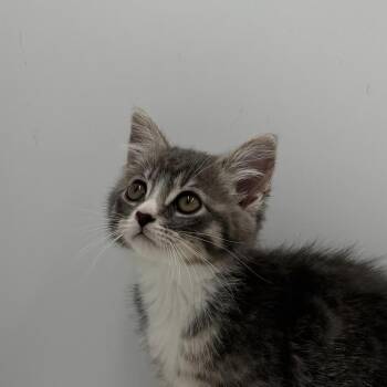 Ask Your Mother -  Domestic Short Hair Cat for Adoption in State College, Pennsylvania - Ask Your Mother | PetCurious