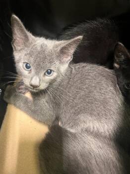 Sparks -  Domestic Short Hair Cat for Adoption in Daytona Beach, Florida - Sparks | PetCurious