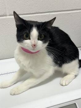 LAINEY -  Domestic Short Hair Cat for Adoption - LAINEY | PetCurious