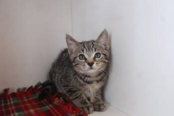 Hazard -  Domestic Short Hair Cat for Adoption in Chestertown, Maryland - Hazard | PetCurious