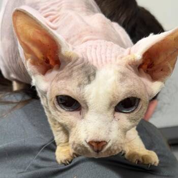 Chicken -  Sphynx Hairless Cat Cat for Adoption in Tampa, Florida - Chicken | PetCurious