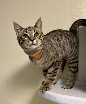 Rescue Domestic Short Hair and Tabby Cats for Adoption in Fargo, North Dakota - Chonk | PetCurious