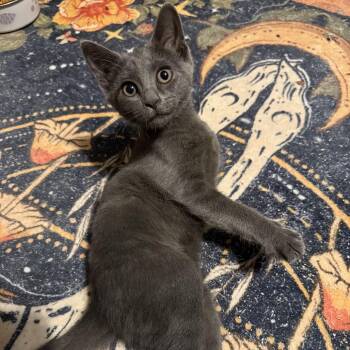 Steely -  Domestic Short Hair Cat for Adoption in Jupiter, Florida - Steely | PetCurious