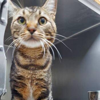 Nico -  Domestic Short Hair Cat for Adoption in Lake Havasu City, Arizona - Nico | PetCurious