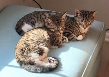 Cameron -  Domestic Short Hair Cat for Adoption in South Bend, Indiana - Cameron | PetCurious