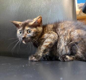 Sadie -  Dilute Tortoiseshell Cat for Adoption in Warren, Pennsylvania - Sadie | PetCurious