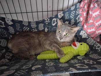 Blender Betty -  Tabby Cat for Adoption in Columbia, South Carolina - Blender Betty | PetCurious