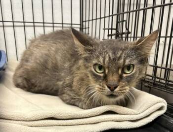 Rescue Domestic Short Hair Cats for Adoption in Anderson, Indiana - FuManchu | PetCurious