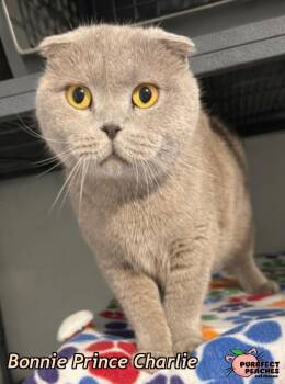 Scottish Fold Cats Available for Adoption in Douglasville, Georgia - Bonnie Prince Charlie | PetCurious