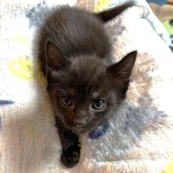 Zilla -  Domestic Short Hair Cat for Adoption in Rossville, Tennessee - Zilla | PetCurious