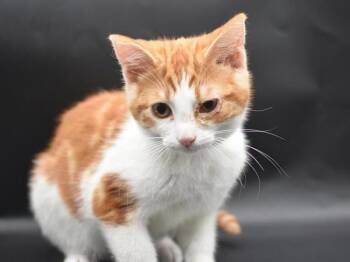 Sheep -  Domestic Short Hair Cat for Adoption in Portland, Oregon - Sheep | PetCurious