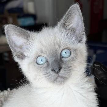 Daisy -  Domestic Short Hair Cat for Adoption in Eugene, Oregon - Daisy | PetCurious