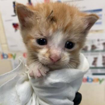 Bishop -  Domestic Short Hair Cat for Adoption in Memphis, Tennessee - Bishop | PetCurious