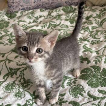Madeline -  Domestic Short Hair Cat for Adoption in Elfin Forest, California - Madeline | PetCurious