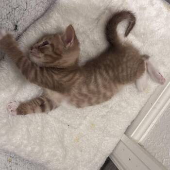 Kiwi -  Domestic Medium Hair and Tabby Cat for Adoption in Liverpool, Texas - Kiwi | PetCurious